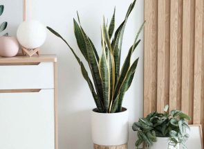 Décoration intérieur Ain